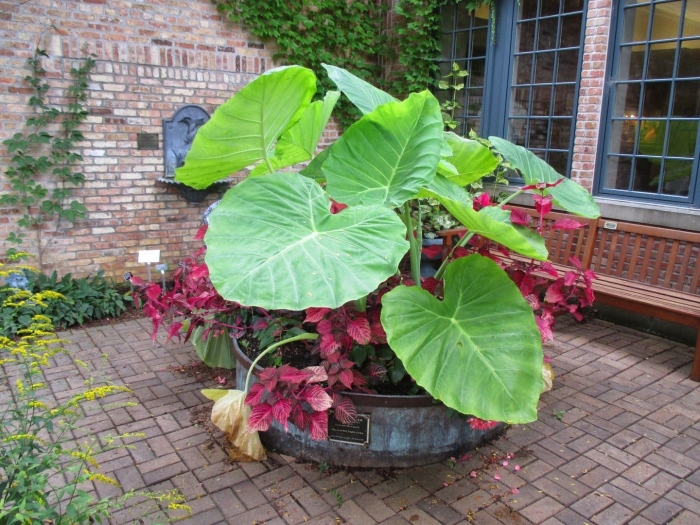 Колоказия клубневая