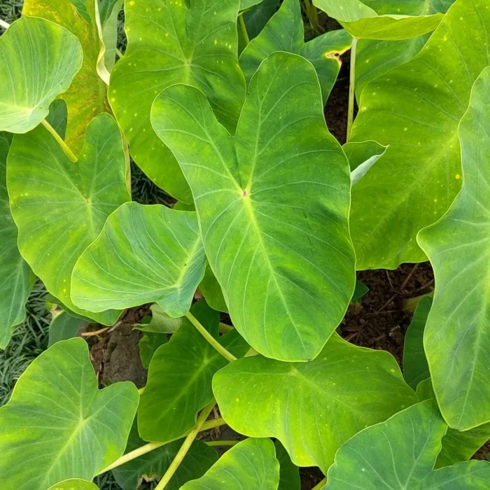 Алоказия эскулента