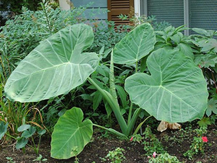 Колоказия эскулента