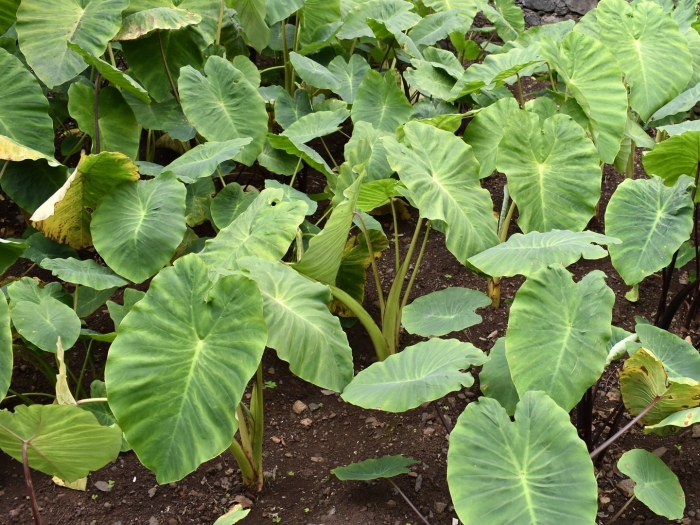 Colocasia esculenta l. schott