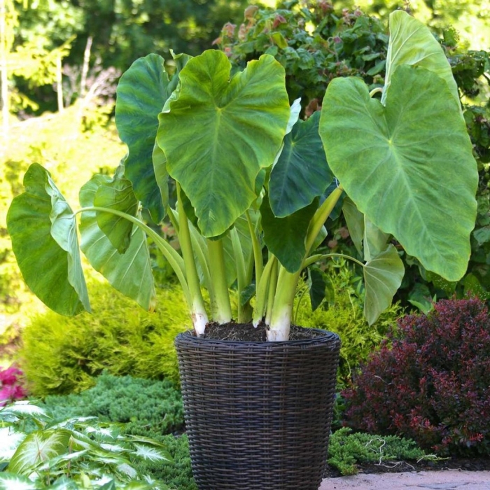 Alocasia macrorrhiza