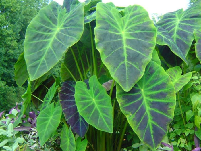 Colocasia esculenta