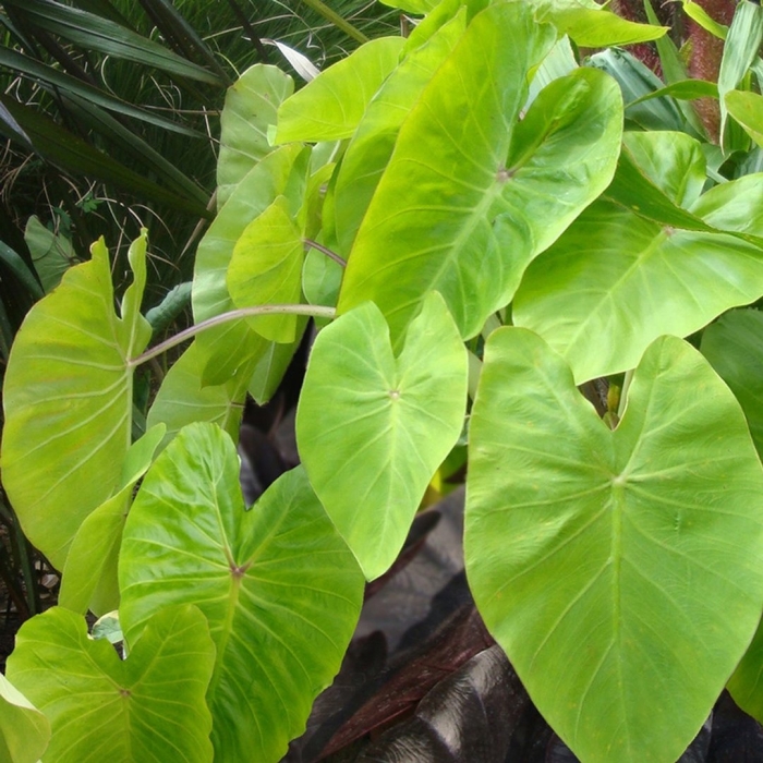 Колоказия алоха