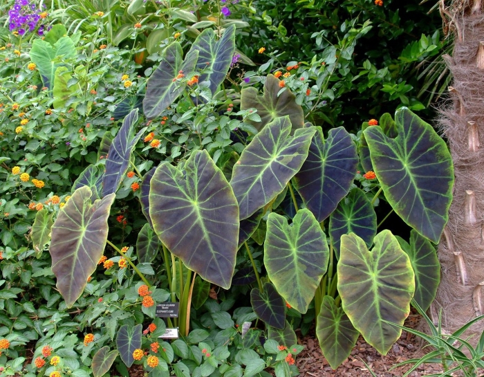 Алоказия ароидные