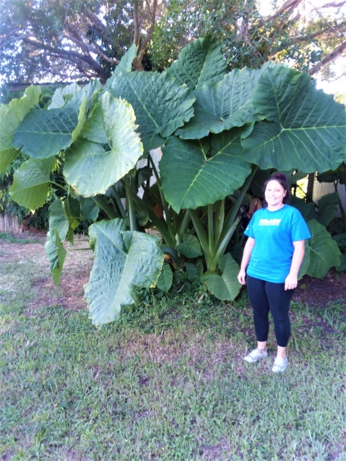 Колоказия цветок