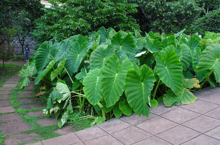 Colocasia antiquorum