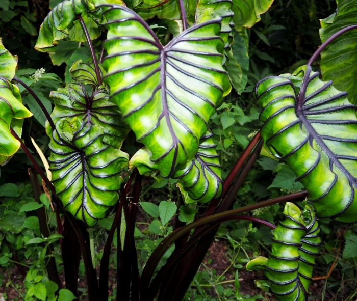 Колоказия фараон маск