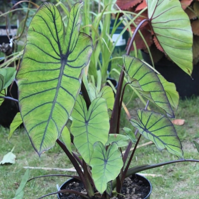 Colocasia esculenta