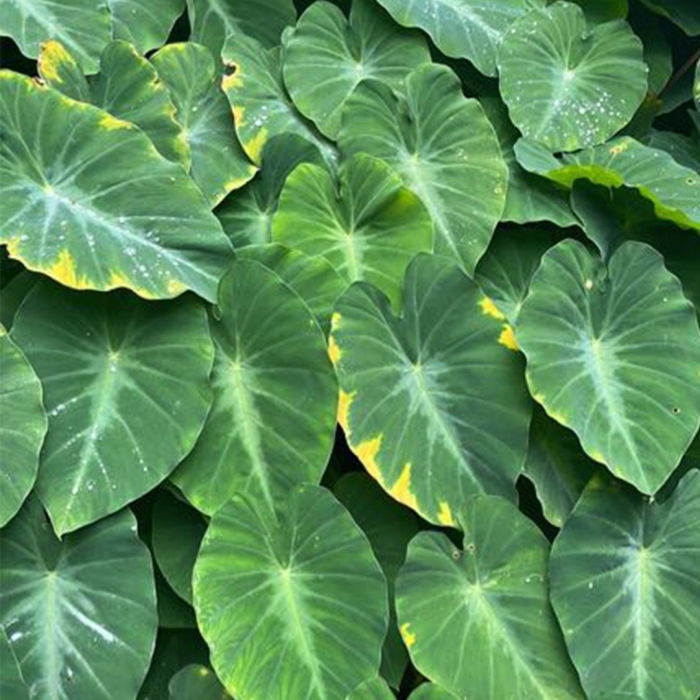 Colocasia fallax