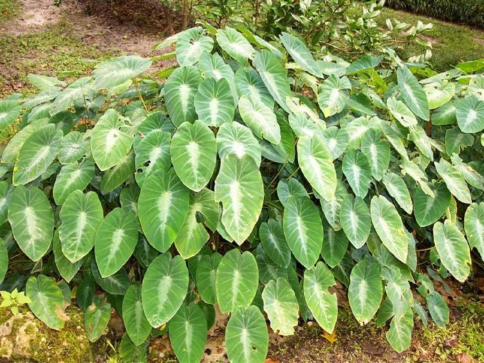 Колоказия алоха