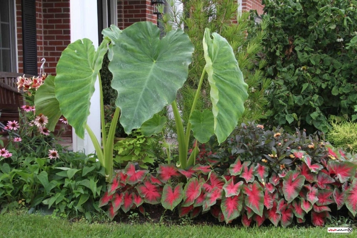 Алоказия арум