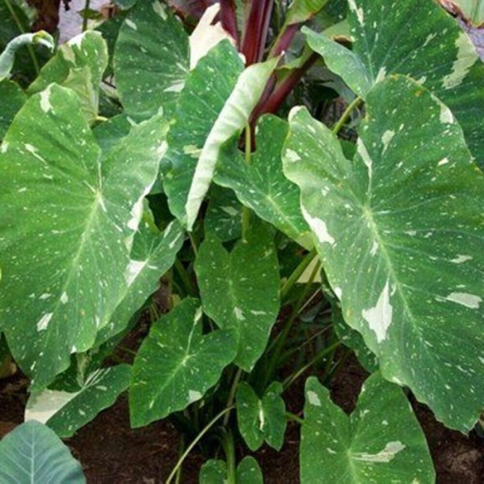 Colocasia esculenta