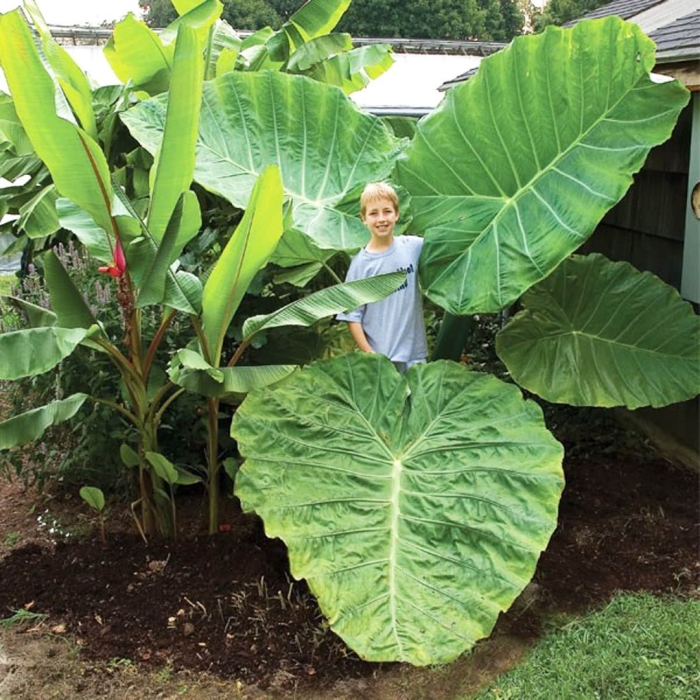 Colocasia elephant ear plant