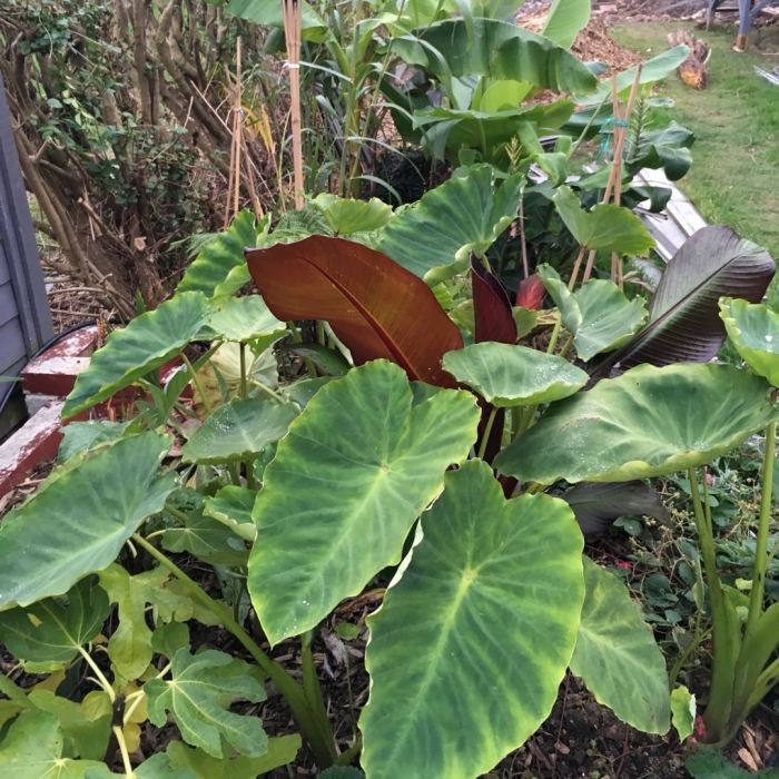Алоказия cucullata