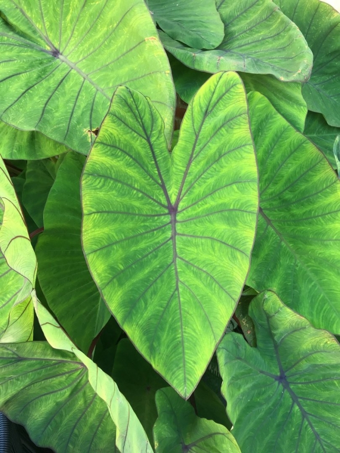 Colocasia esculenta