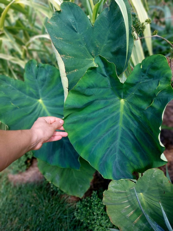 Колоказия гигантская