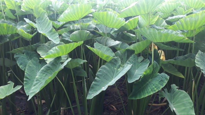 Colocasia esculenta
