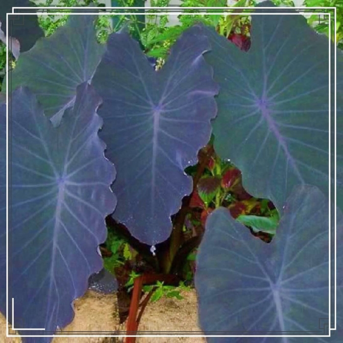 Colocasia black magic