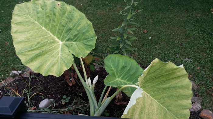 Colocasia gigantea