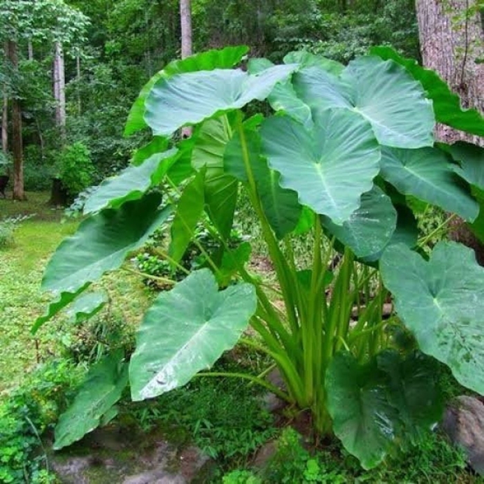 Растение слоновье ухо