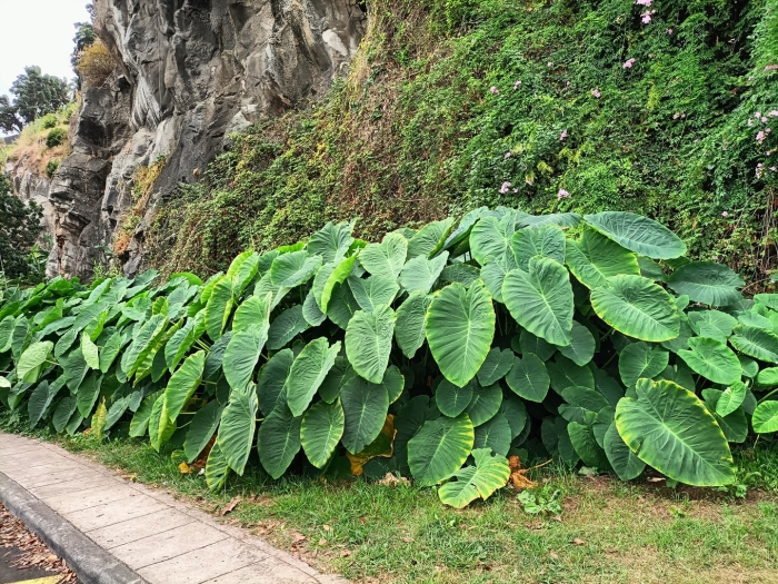 Colocasia antiquorum