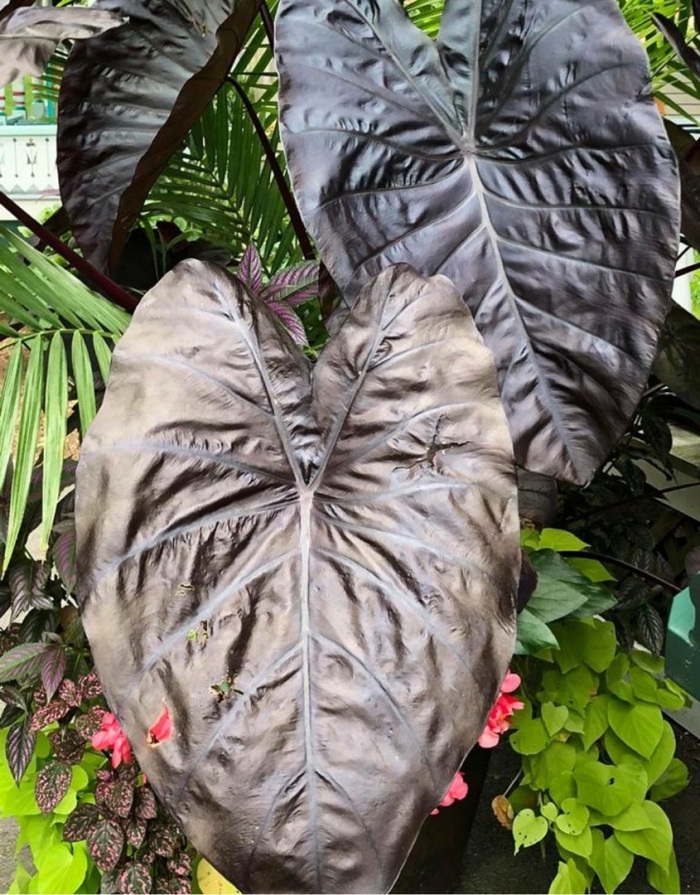 Colocasia esculenta
