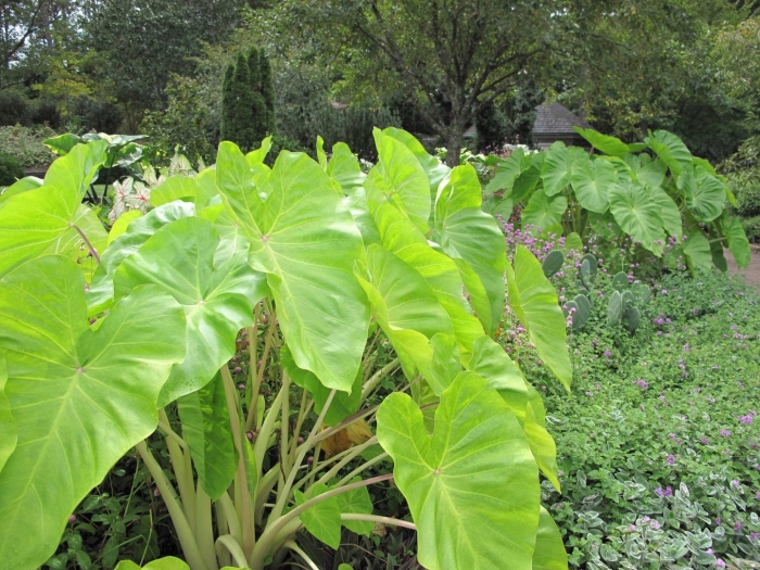 Алоказия грин гигант