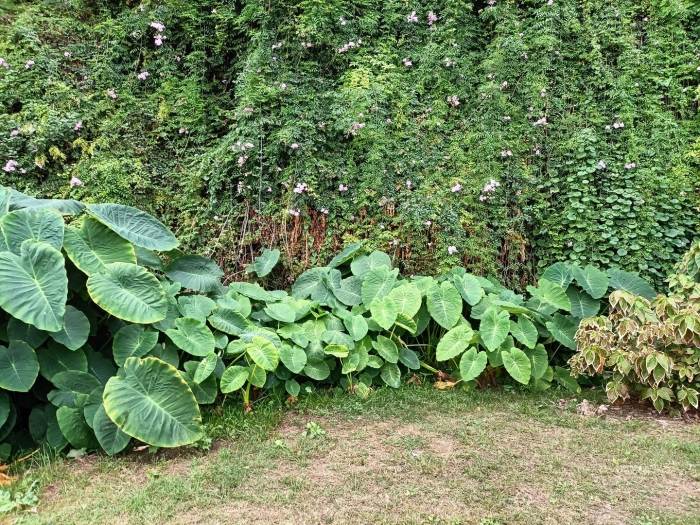Colocasia esculenta