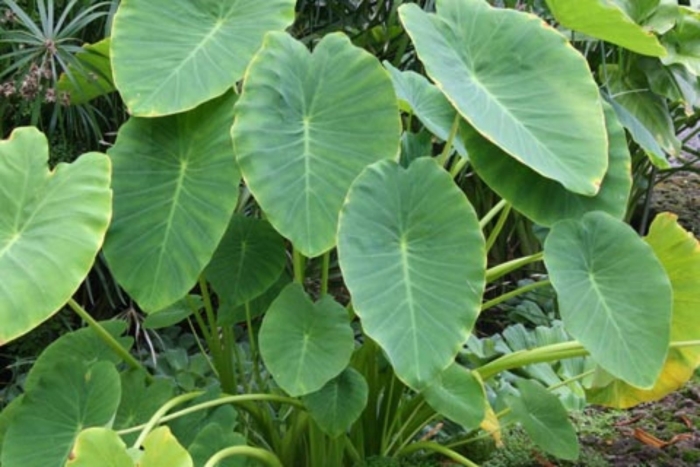 Колоказия растение