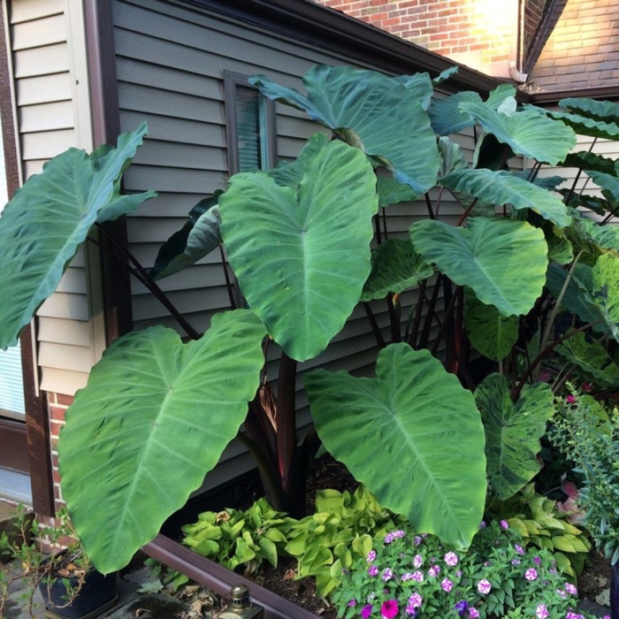 Alocasia sanderiana