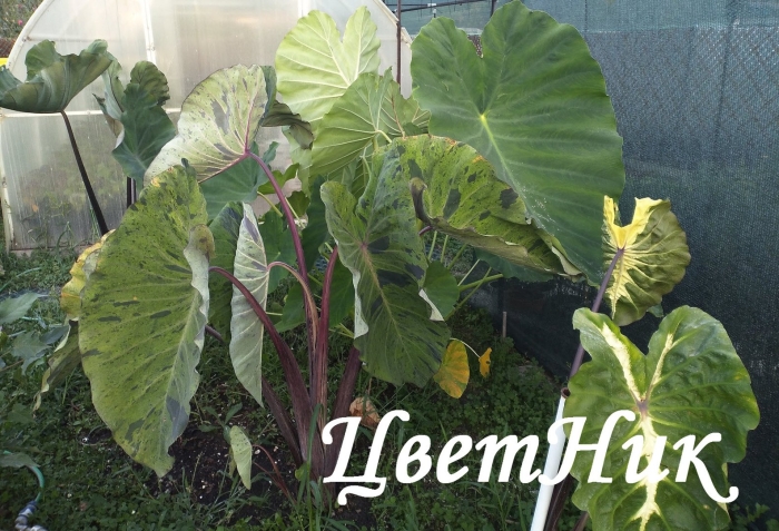 Колоказия mojito