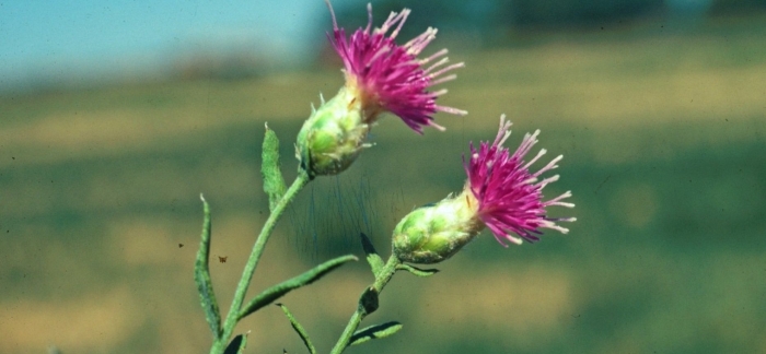 Горчак ползучий розовый