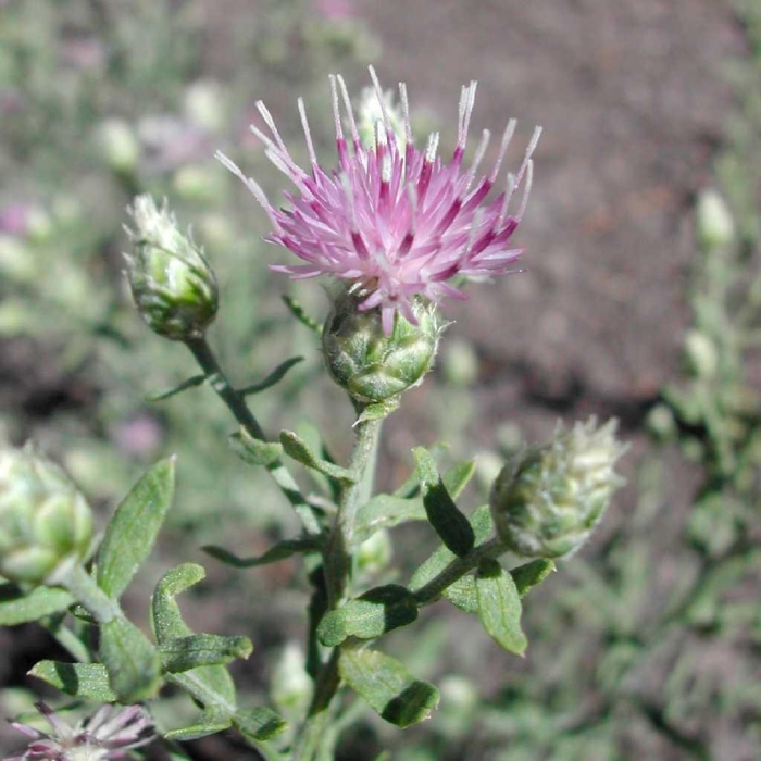 Горчак ползучий карантинный сорняк