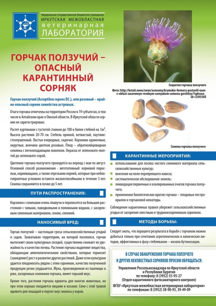 Горчак карантинный сорняк семена