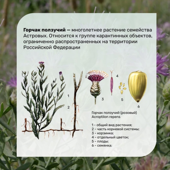 Горчак ползучий карантинный сорняк семена