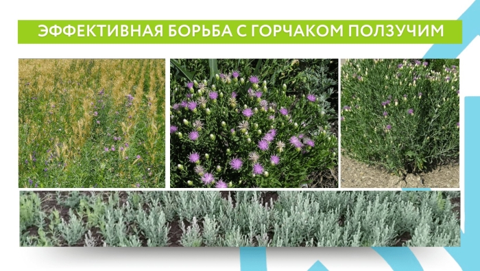 Карантинные сорняки