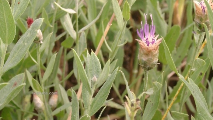 Горчака ползучего
