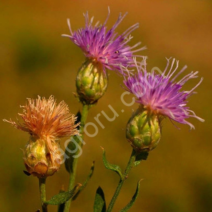 Бодяк полевой