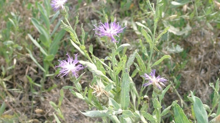 Centaurea trinervia