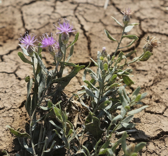 Centaurea pseudoleucolepis