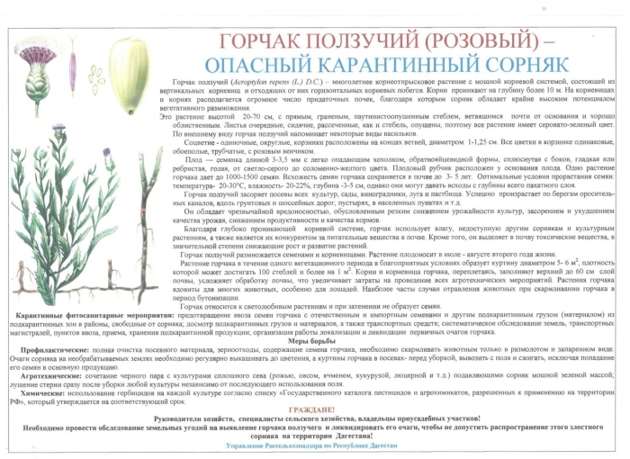 Горчак сорняк семена