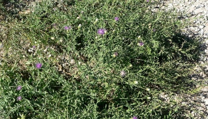 Горчак ползучий розовый