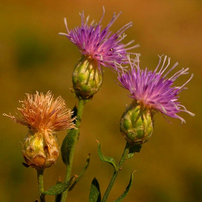 Горчак растение