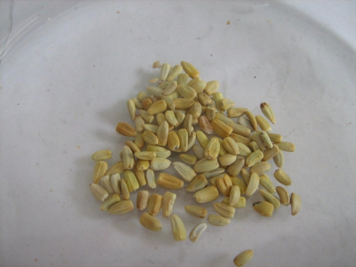Семечки подсолнечные жареные