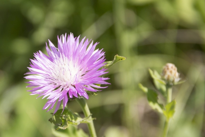 Василек подбеленный centaurea dealbata