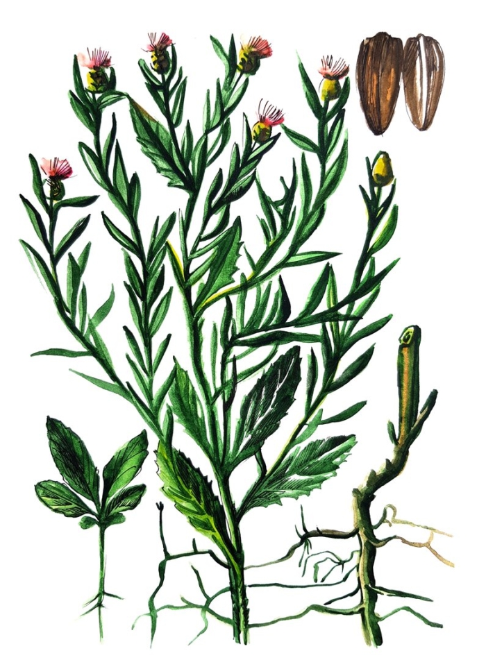 Горчака ползучего