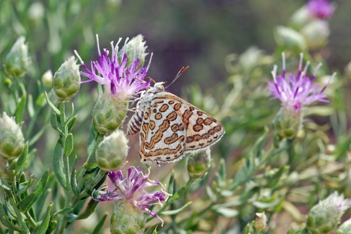 Горчак обыкновенный