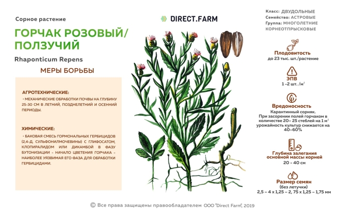 Горчака ползучего