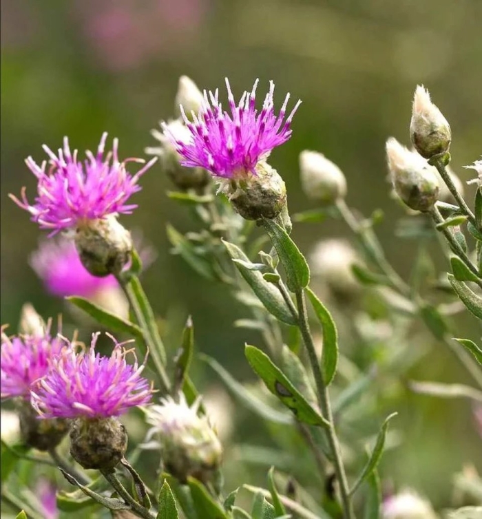 Сорняк горчак ползучий