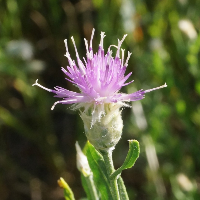 Горчака ползучего